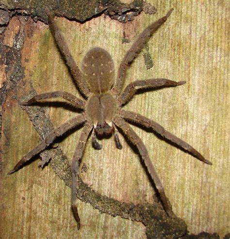 Discussion:Phoneutria fera — Wikipédia