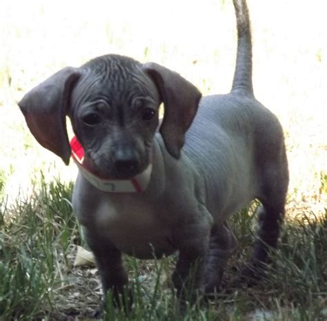 CPR's Dog Blog: Friday Fix - Xolo (6/30/2012)