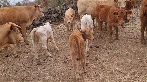Ponemos los crotales a los pequeños😍 - YouTube