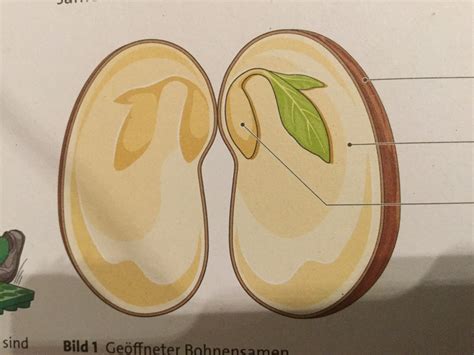 samen diagram quizlet