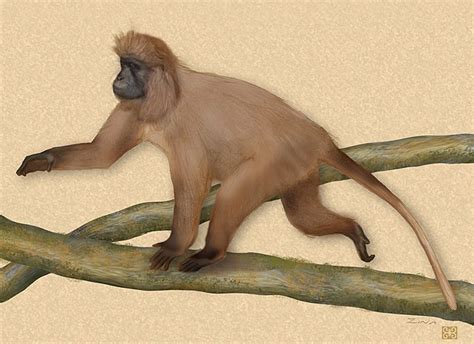 Kipunji - Wikipedia