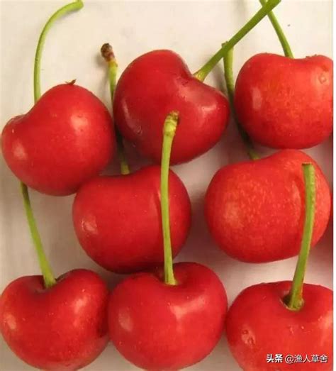 cherry