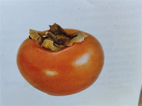 Kaki Cioccolatino Diospyros kaki- Diospero