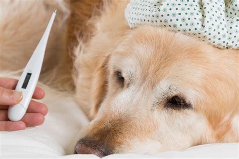 Qual Temperatura É Febre Em Cachorro - Temperatura normal de cachorro: entenda como descobrir