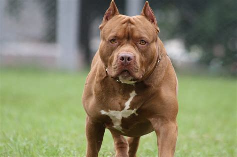 Bimba morta sbranata da pitbull ad Acerra. Aveva 9 mesi, era a letto