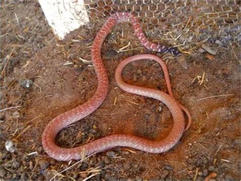 Is A Red Racer Snake Poisonous? • Support Wild