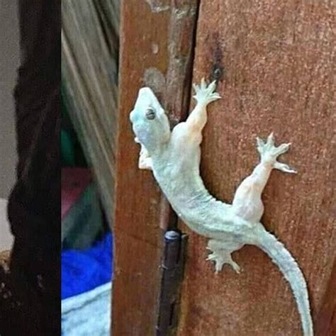 foto cicak lucu  koleksi gambar