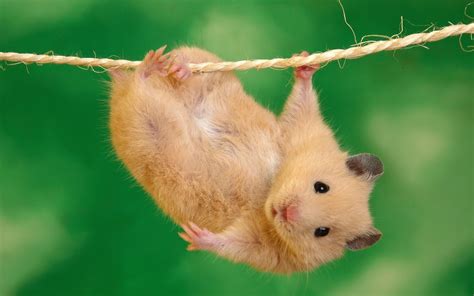 Wallpaper Small pet rat on a rope 1920x1080 Full HD 2K Picture, Image