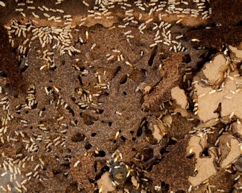 termite holes  ground