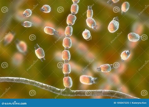 Saprophytic Bacteria