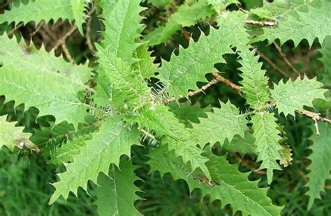 Diseases Treatment: Stinging Nettle Treatment
