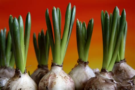 corms plants examples
