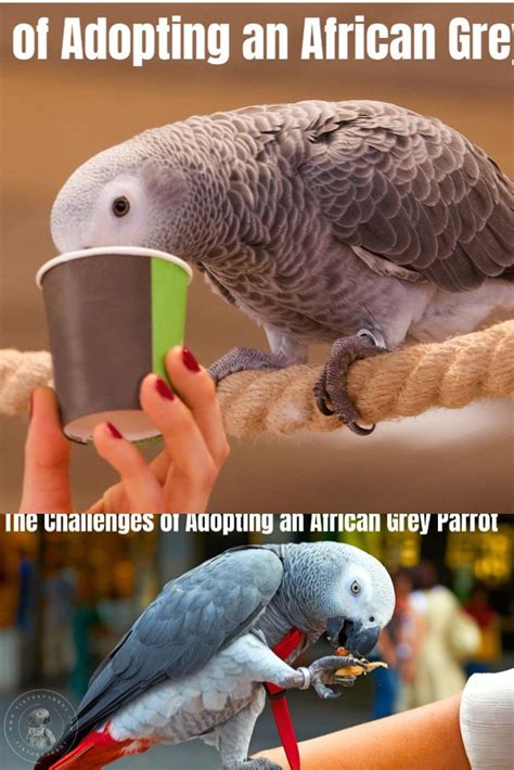 The Joys and Challenges of Adopting an African Grey Parrot | African ...