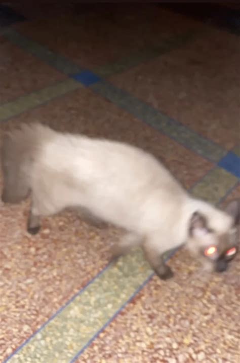 Scary Anya - WPD