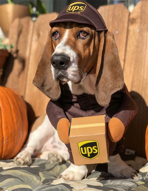 Basset Hound Costume Rescue | Promise Reports