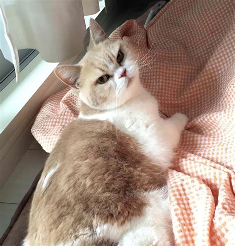 Найден самый недовольный кот по кличке Коюки