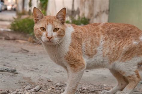 Аравийский мау🐱 — описание, фото, характер и правила воспитания кошек ...