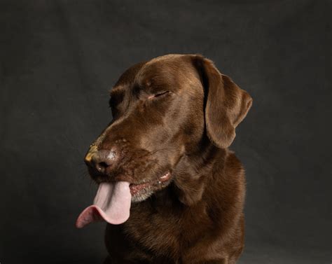 Ogni Bambino Dovrebbe Avere Un Cane 8