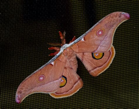 1536x864 wallpaper | polyphemus moth | Peakpx