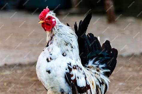 Premium Photo | Beautiful cock with white and black feathers