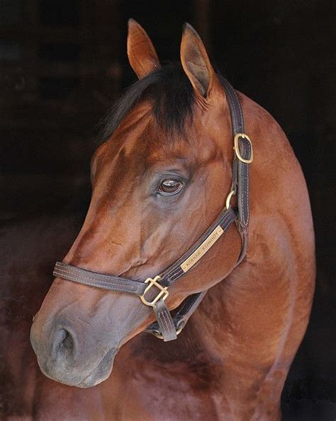 Horse Portrait - So Pretty