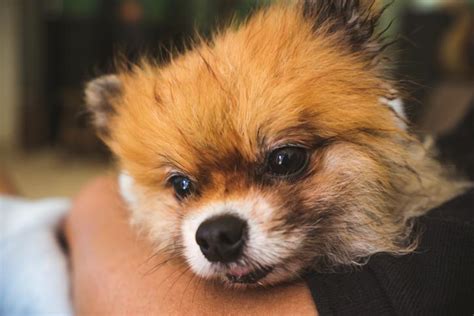 Furosemide For Dogs - Side Effects, Dosage, Contraindications