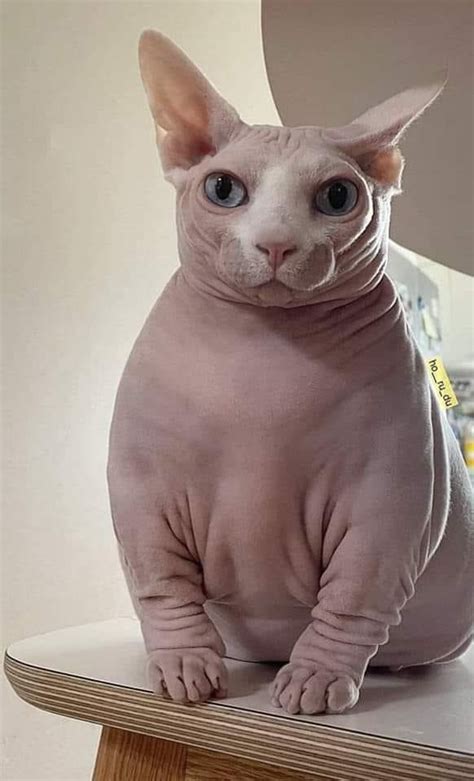 Naked cat - 9GAG