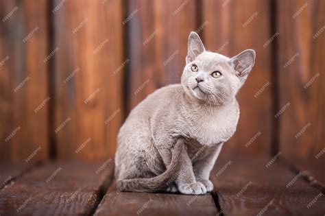 Premium Photo | Breed of european burmese cat, gray, sitting on a brown ...