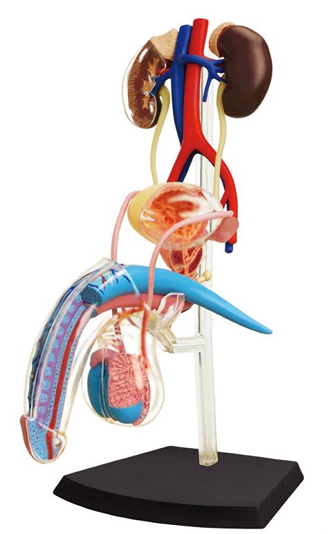Buy TEDCO Learn About Human Anatomy - Male Reproductive System Model