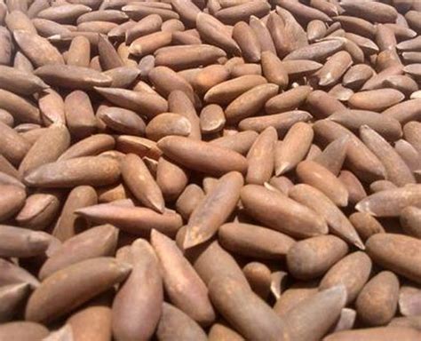 Here Is Why You Should Add Pine Nuts To Your Diet This Winter Season ...