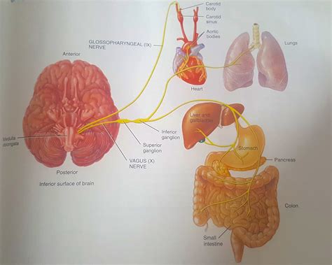 Vagus Nerve Diagram