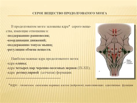 Продолговатый мозг. Лекция 5 - презентация онлайн
