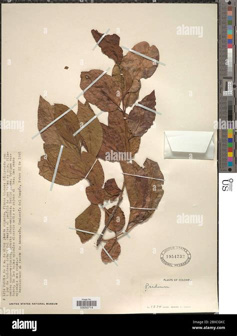 psidium sp  res stock photography  images alamy