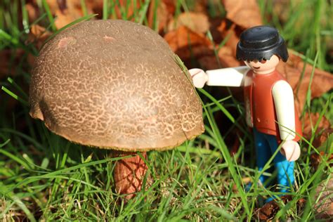 Free Images : grass, lawn, autumn, soil, miniature, playmobil, fungus ...