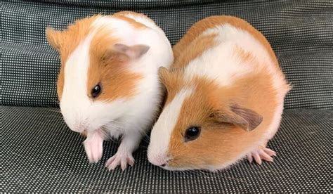 250+ Cute Female Guinea Pig Names | PetPress