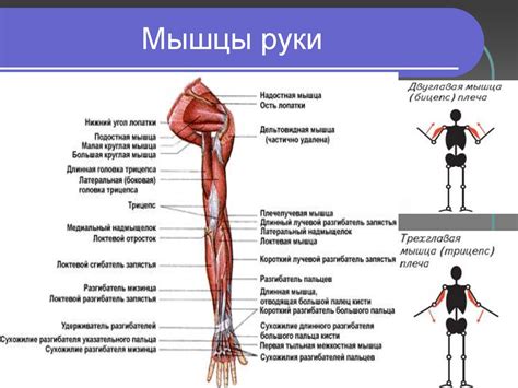 Основные группы мышц - online presentation