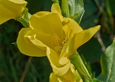 Oenothera biennis