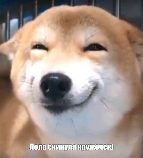 Создать мем "собака мем, собака улыбака пермь, собака улыбается мем ...