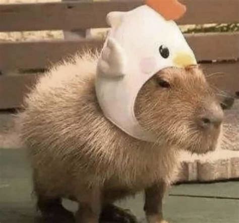 capybaras pets capybara funny capybara pets aesthetic pet lovers funny ...