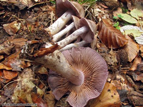 Cortinarius anomalus – Nepravilna koprenka – Gobe na Bovškem