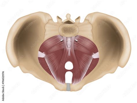 Anatomy of the pelvic floor or pelvic diaphragm. Muscles of the pelvic floor. Stock Vector ...