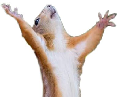 dramaticSquirrel - Discord Emoji