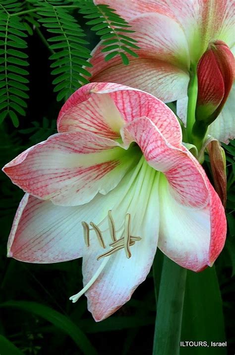 Pink and White Floral Decor