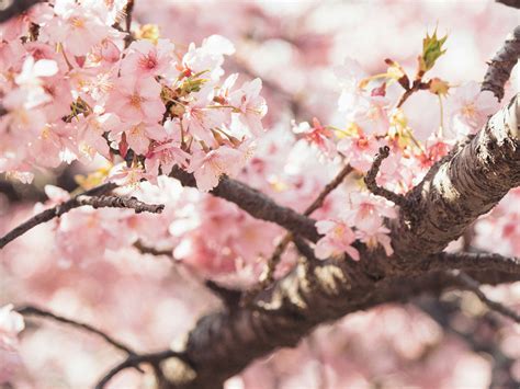 Cherry Blossoms: When and Where To See Them 2025 — Wellspring Travels