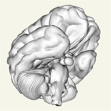 Human Brain Free Stock Photo - Public Domain Pictures