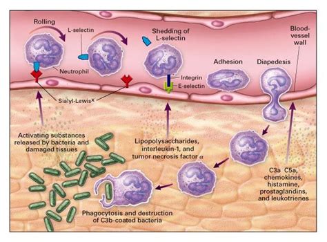 Цусны цагаан эсүүд | Physiology, Medical posters, Immunology