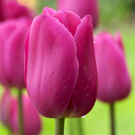 Tulip Double Early Monte Orange - 20 bulbs - Longfield Gardens