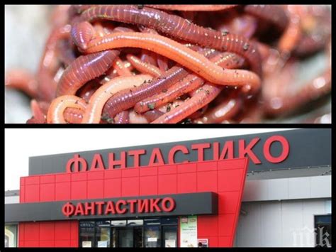 Ексклузивно в ПИК! Клиент на Фантастико изригна: В джоланите ви има ...