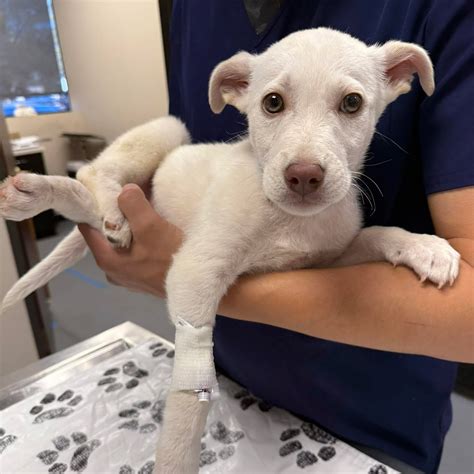 chew animal clinic 3