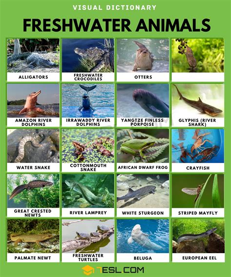 Freshwater Animals Names with Facts • 7ESL